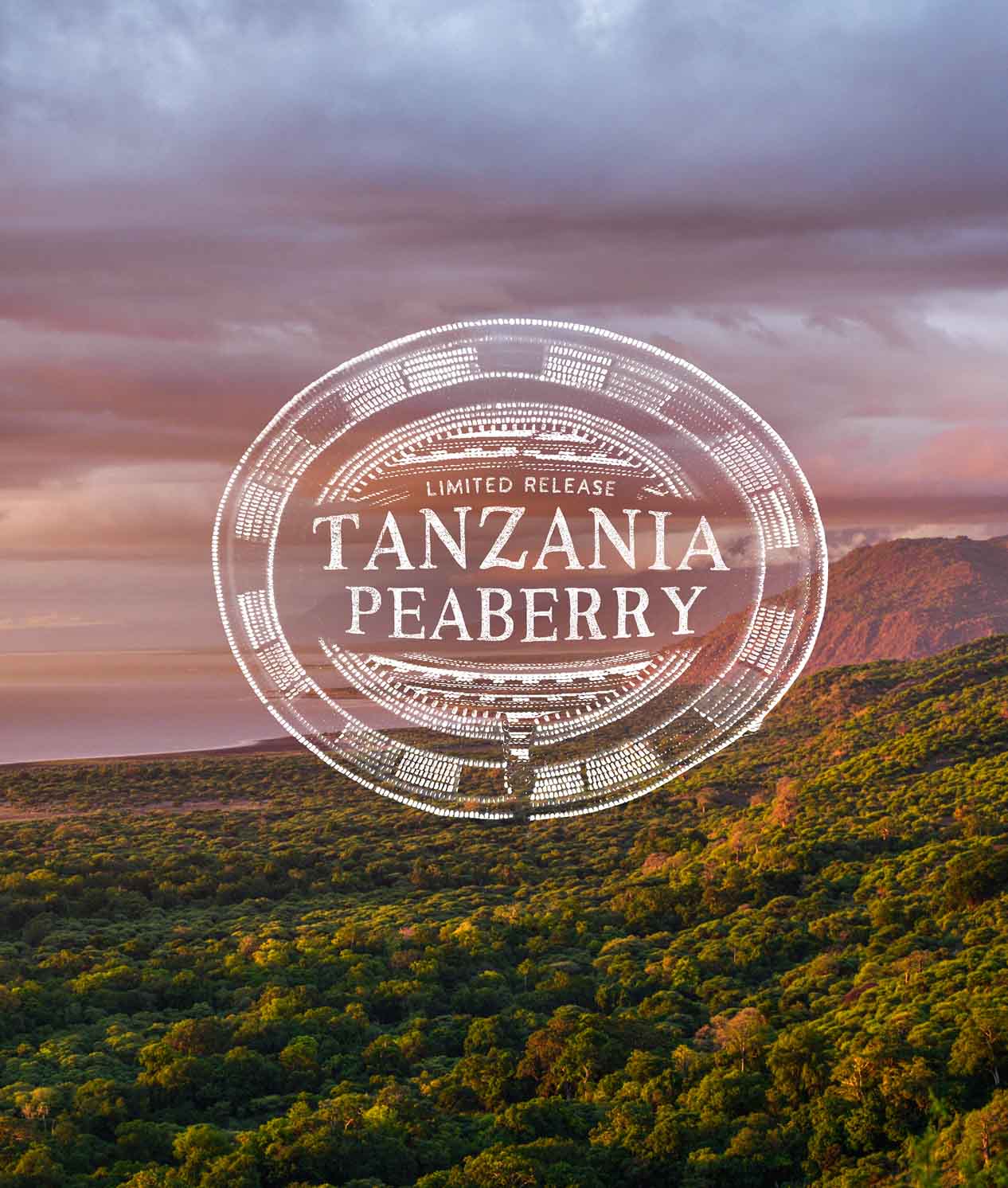 Alternative view of Tanzania Peaberry